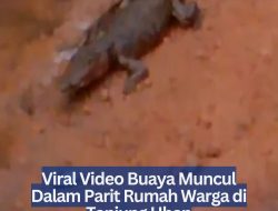 Viral Video Buaya Muncul Dalam Parit Rumah Warga di Tanjung Uban