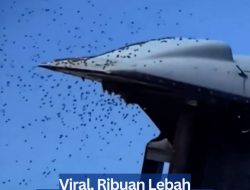 Viral, Ribuan Lebah Serang Kota Netivot Israel