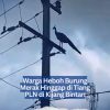 Warga Heboh Burung Merak Hinggap di Tiang PLN di Kijang Bintan