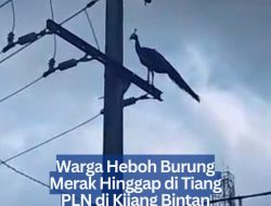 Warga Heboh Burung Merak Hinggap di Tiang PLN di Kijang Bintan