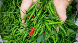 Tekan Inflasi, Pemprov Kepri Siapkan 20 Ribu Bibit Cabai Gratis untuk Warga.