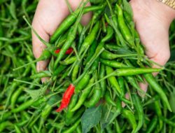 Tekan Inflasi, Pemprov Kepri Siapkan 20 Ribu Bibit Cabai Gratis untuk Warga