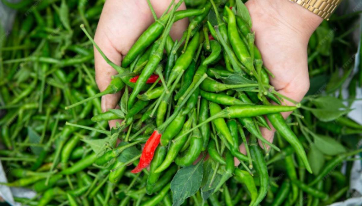 Tekan Inflasi, Pemprov Kepri Siapkan 20 Ribu Bibit Cabai Gratis untuk Warga.