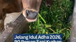Jelang Idul Adha 2026, 90 Persen Sapi Kurban di Tanjungpinang Ludes Terjual