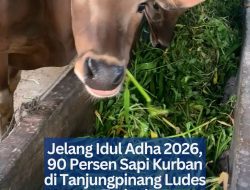 Jelang Idul Adha 2026, 90 Persen Sapi Kurban di Tanjungpinang Ludes Terjual