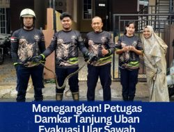 Menegangkan! Petugas Damkar Tanjung Uban Evakuasi Ular Sawah di Rumah Warga