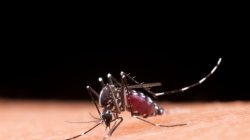 Waspada Malaria, Dinkes Catat 39 Kasus Muncul di Dua Wilayah di Tanjungpinang.