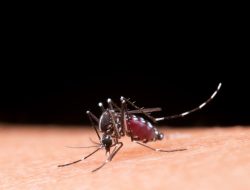 Waspada Malaria, Dinkes Catat 39 Kasus Muncul di Dua Wilayah di Tanjungpinang