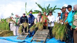 Panen Perdana Padi Gogo Cakrabuana, Langkah Nyata Karimun Menuju Kemandirian Pangan