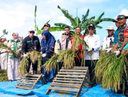 Panen Perdana Padi Gogo Cakrabuana, Langkah Nyata Karimun Menuju Kemandirian Pangan