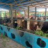 Idul adha 2026, Peternak di Tanjungpinang Sebut Sapi Bali Jadi Primadona