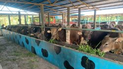 Idul adha 2026, Peternak di Tanjungpinang Sebut Sapi Bali Jadi Primadona