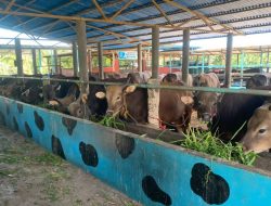 Idul adha 2026, Peternak di Tanjungpinang Sebut Sapi Bali Jadi Primadona