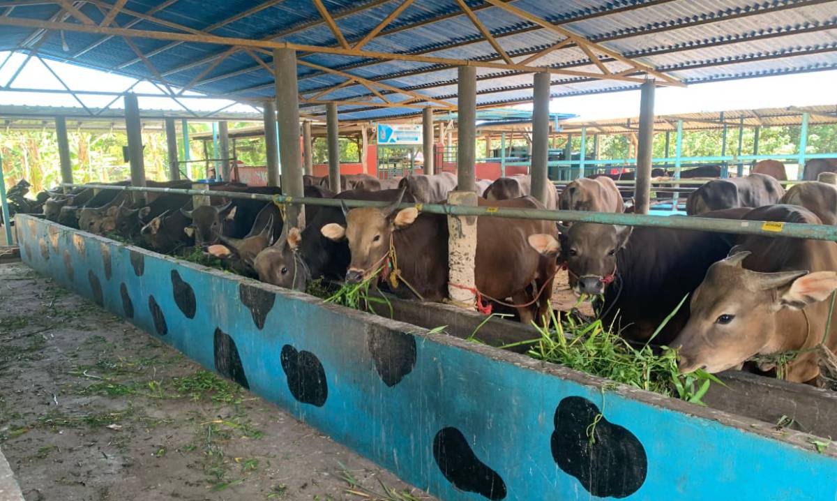 Idul adha 2026, Peternak di Tanjungpinang Sebut Sapi Bali Jadi Primadona.