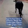 Sapi Kurban Kabur di Karimun, Warga dan Panitia Kejar-kejaran hingga Masuk Hutan PLTU