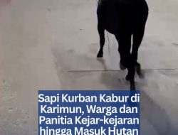 Sapi Kurban Kabur di Karimun, Warga dan Panitia Kejar-kejaran hingga Masuk Hutan PLTU