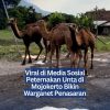 Viral di Media Sosial Peternakan Unta di Mojokerto Bikin Warganet Penasaran