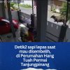 Detik-detik menegangkan di Perumahan Hangtuah Permai, Tanjungpinang!