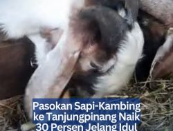 Pasokan Sapi-Kambing ke Tanjungpinang Naik 30 Persen Jelang Idul Adha