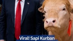 Viral! Sapi Kurban “Donald Trump” Curi Perhatian Warganet