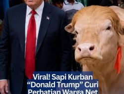 Viral! Sapi Kurban “Donald Trump” Curi Perhatian Warganet