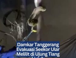 Damkar Tangerang Evakuasi Seekor Ular Melilit di Ujung Tiang Listrik