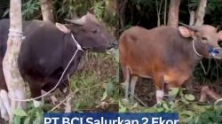PT BCI Salurkan 2 Ekor Sapi Kurban untuk Warga Galang Batang