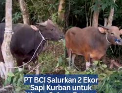 PT BCI Salurkan 2 Ekor Sapi Kurban untuk Warga Galang Batang