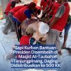 Sapi Kurban Bantuan Presiden Disembelih di Masjid At-Taubah Tanjungpinang, Daging Didistribusikan ke 500 KK