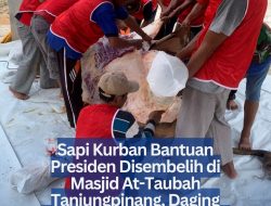 Sapi Kurban Bantuan Presiden Disembelih di Masjid At-Taubah Tanjungpinang, Daging Didistribusikan ke 500 KK