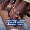 Pemprov Kepri Salurkan Sapi Kurban Bantuan Presiden ke 7 Daerah