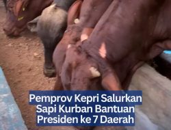 Pemprov Kepri Salurkan Sapi Kurban Bantuan Presiden ke 7 Daerah