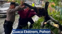 Cuaca Ekstrem, Pohon Tumbang Tutup Jalan Teuku Umar Karimun