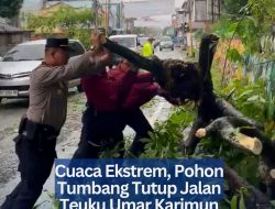Cuaca Ekstrem, Pohon Tumbang Tutup Jalan Teuku Umar Karimun