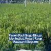 Panen Padi Gogo Bintan Meningkat, Petani Raup Ratusan Kilogram