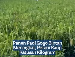 Panen Padi Gogo Bintan Meningkat, Petani Raup Ratusan Kilogram