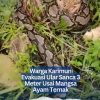 Warga Karimun Evakuasi Ular Sanca 3 Meter Usai Mangsa Ayam Ternak