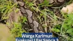 Warga Karimun Evakuasi Ular Sanca 3 Meter Usai Mangsa Ayam Ternak