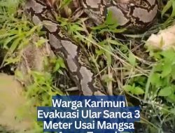 Warga Karimun Evakuasi Ular Sanca 3 Meter Usai Mangsa Ayam Ternak
