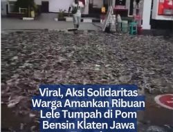 Viral, Aksi Solidaritas Warga Amankan Ribuan Lele Tumpah di Pom Bensin Klaten Jawa Tengah