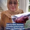 Sapi Kurban Bantuan Presiden untuk Kepri Tahun Ini Disalurkan ke Bintan