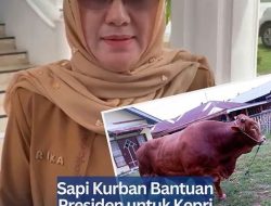 Sapi Kurban Bantuan Presiden untuk Kepri Tahun Ini Disalurkan ke Bintan