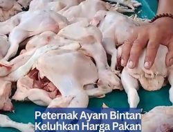 Peternak Ayam Bintan Keluhkan Harga Pakan Melonjak