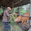 Penjualan Menurun, Peternak Bintan Kurangi Stok Hewan Kurban