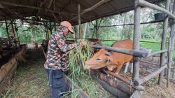 Penjualan Menurun, Peternak Bintan Kurangi Stok Hewan Kurban