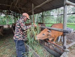 Penjualan Menurun, Peternak Bintan Kurangi Stok Hewan Kurban
