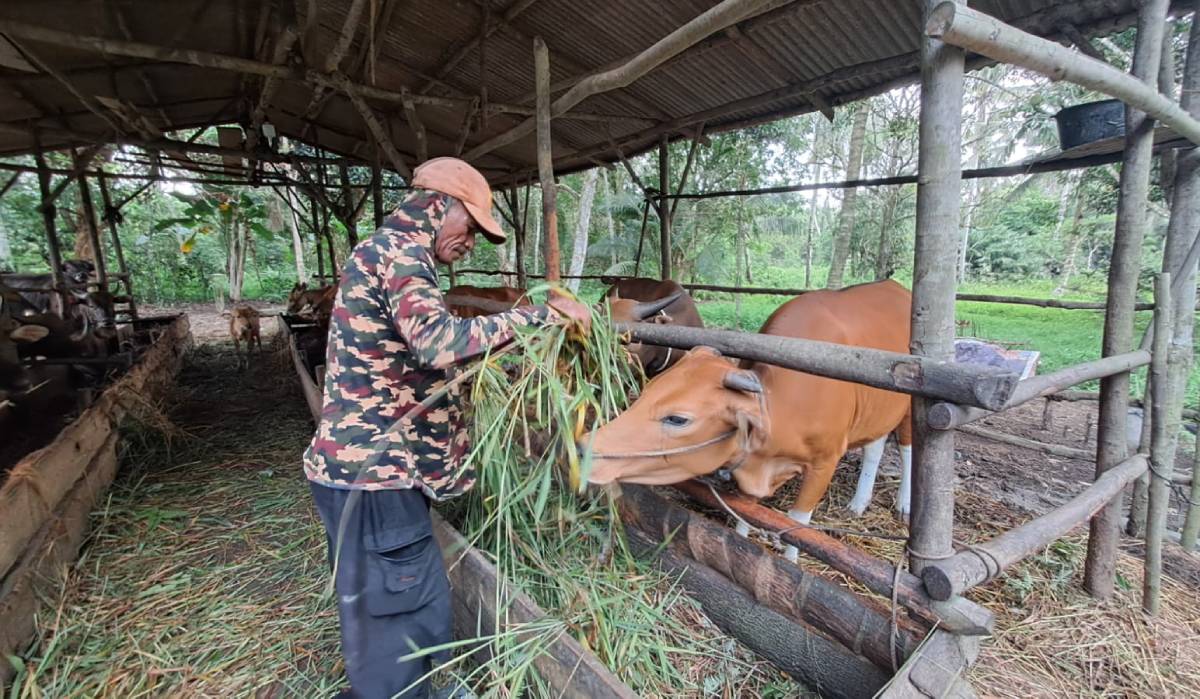 Penjualan Menurun, Peternak Bintan Kurangi Stok Hewan Kurban