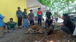 Pemko Tanjungpinang Akan Hadirkan Sistem Tabungan Hewan Kurban Bagi ASN dan Masyarakat di 2027