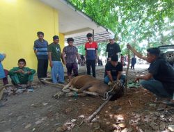 Pemko Tanjungpinang Akan Hadirkan Sistem Tabungan Hewan Kurban Bagi ASN dan Masyarakat di 2027