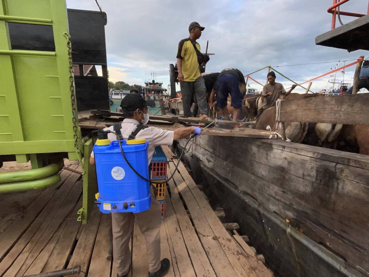 Jelang Idul Adha, Barantin Perketat Pengawasan Pemasukan Hewan Kurban di Wilayah Kepri.
